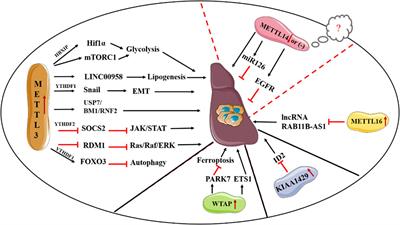 Landscape of m6A RNA methylation regulators in liver cancer and its therapeutic implications